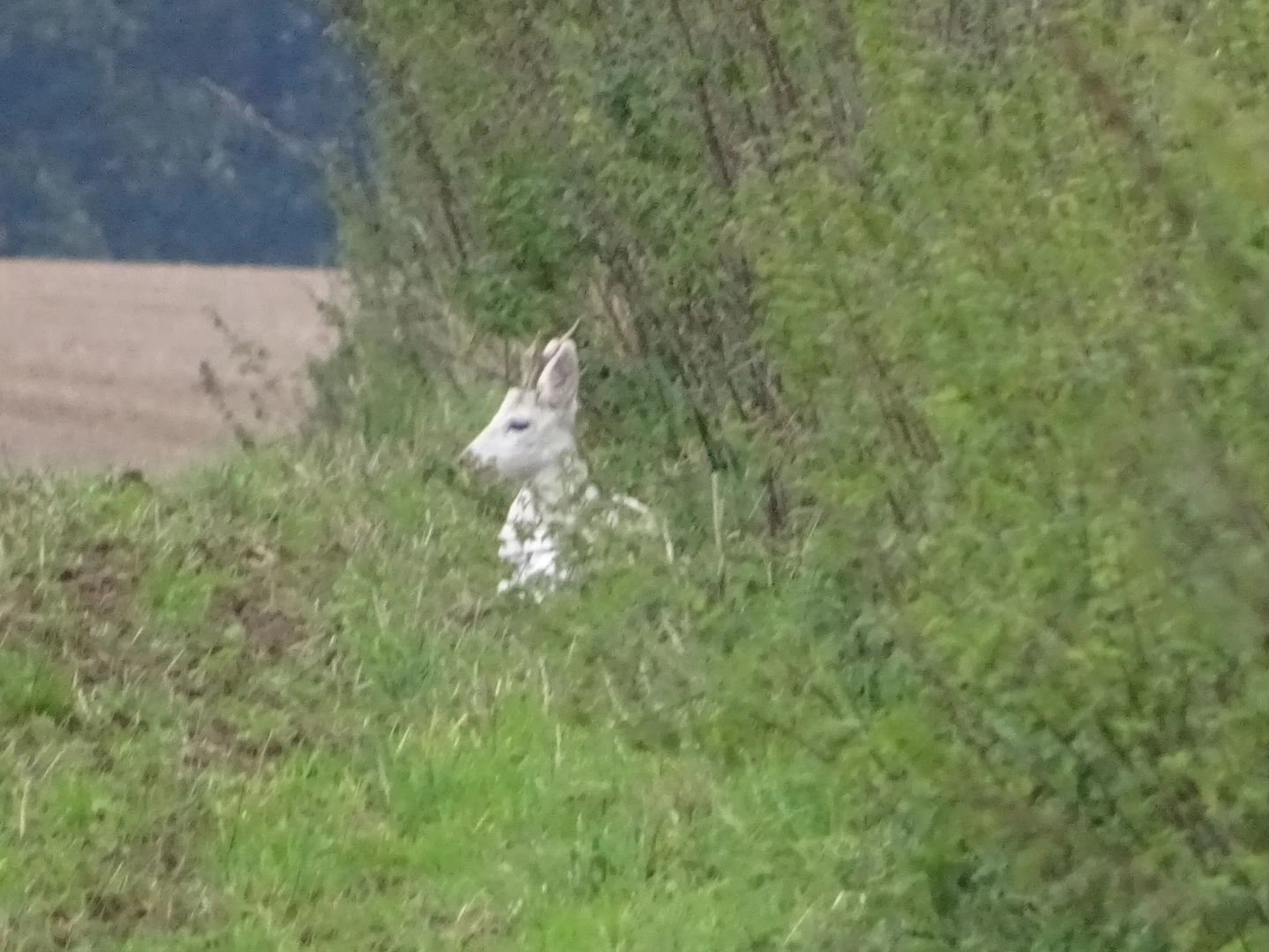 Chevreuils