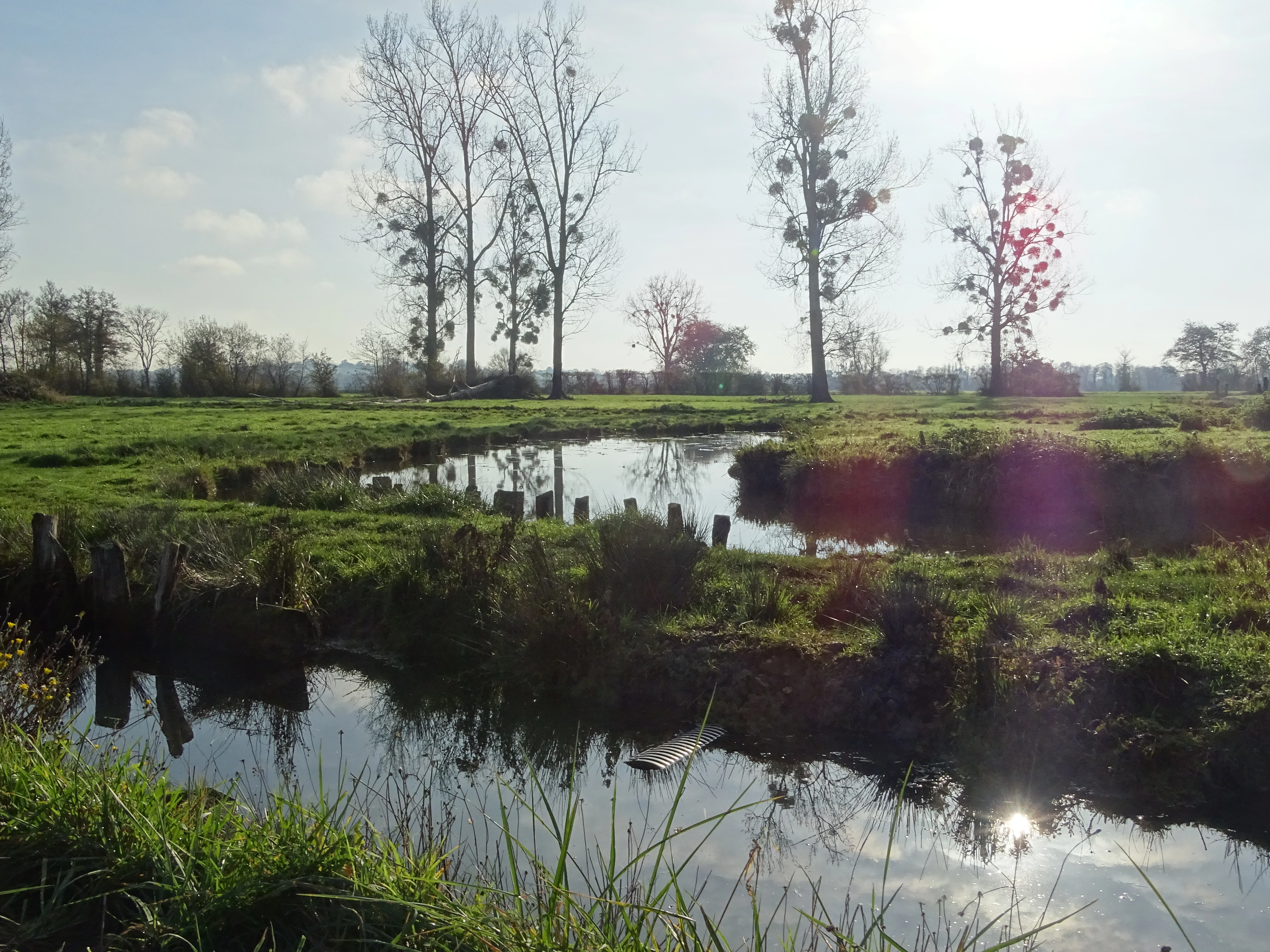 Marais